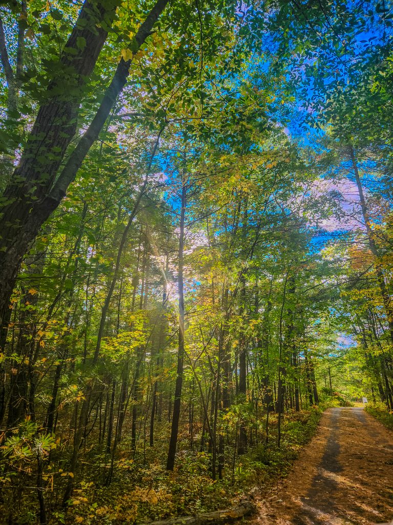 View from the private forest